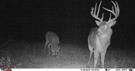 Does Feeding Deer Make Them Nocturnal? [Know THIS First] – Omega Outdoors