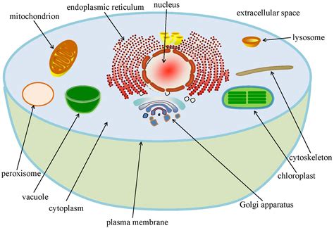 Chloroplast Function | Definition | Structure | Location