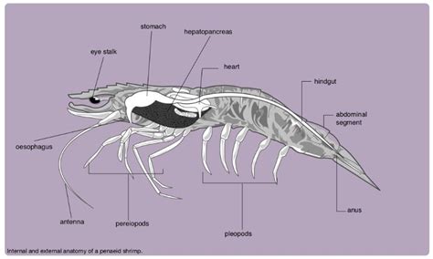 shrimp anatomy diagram | Animal classification, Animal science ...