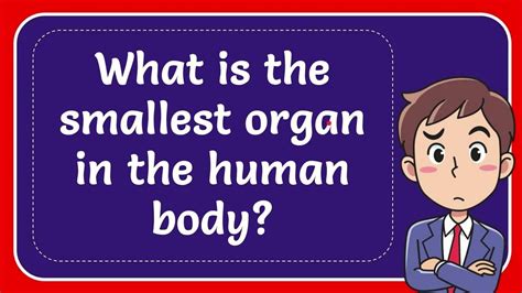 What is the smallest organ in the human body? Answer - YouTube