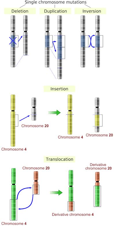 Chromosomal Disorders in Humans: Structural changes, Changes in ...