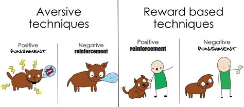 Dog Training with Positive vs Negative Reinforcement | Stacey Carter