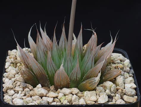 Haworthia cooperi var. leightonii 'davidii' IB06970, Payne's Hill, 100 ...