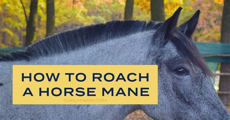 Roached Manes: How & When to Roach a Horse's Mane | CurlyFarm.com