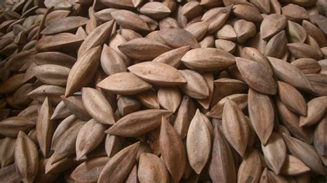 Pili Nuts: The Superfood You Probably Haven’t Tried Yet | Breaking Asia