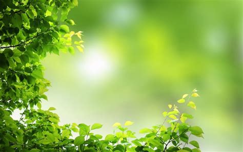 Premium Photo | Green natural background, greenery background