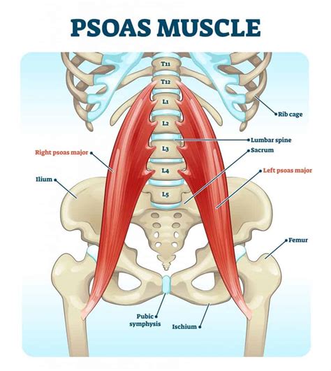 How To Unlock Tight Hip Flexors - EMPOWER YOUR WELLNESS