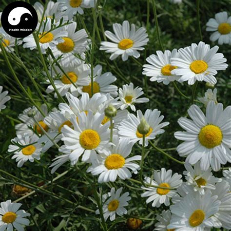 Buy Pyrethrum Flower Semente 240pcs Plant Insect Repellent Flower ...