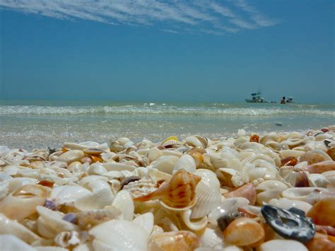 40 Photos of Sanibel Island, Florida: Thousands of Exotic Shells Line ...