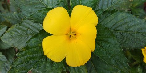 Damiana (Turnera Diffusa) | Plant fungus, Planting flowers, Plants