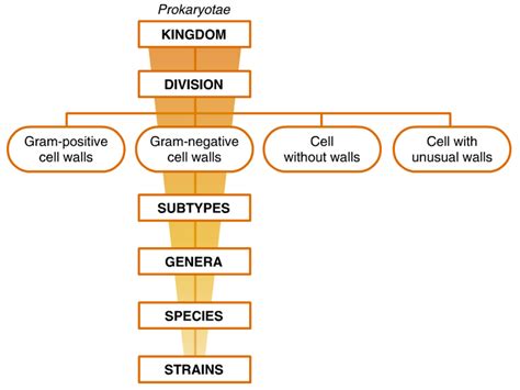 Classification System of Bacteria ~ Zero-Infections