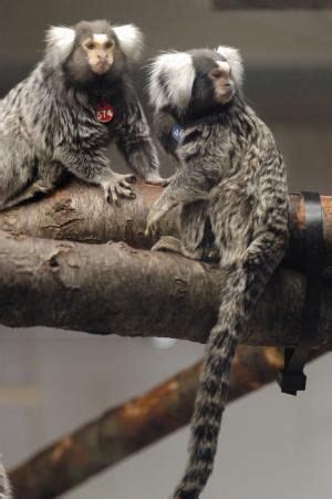 The common marmoset finally may dispel tired stereotypes about ...