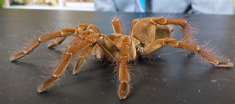 Top 10 Largest Spiders: What's the Biggest Spider in the World?