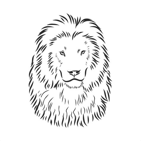 Lion Animal Drawing