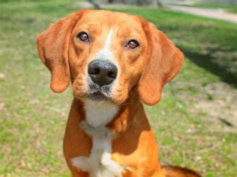 Harvey - Hound Beagle mix