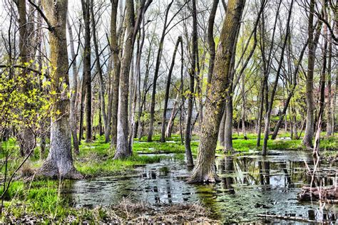 What's The Difference?: Wetland Marsh Swamp Forest Preserve