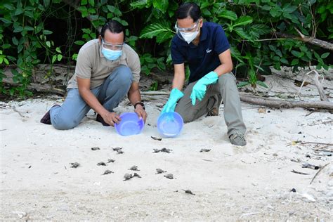 More Batches Of Pawikan Hatchlings Released At Cleanergy Park – Aboitiz