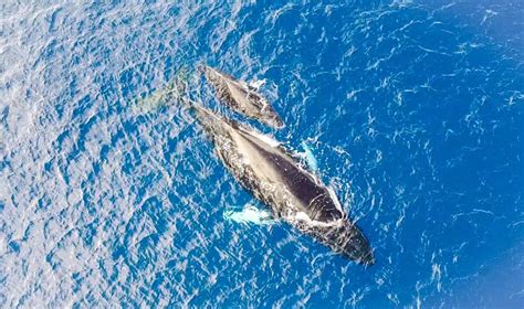 The Ultimate Guide to Whale Watching on Maui: Best Tours and Tips - The ...