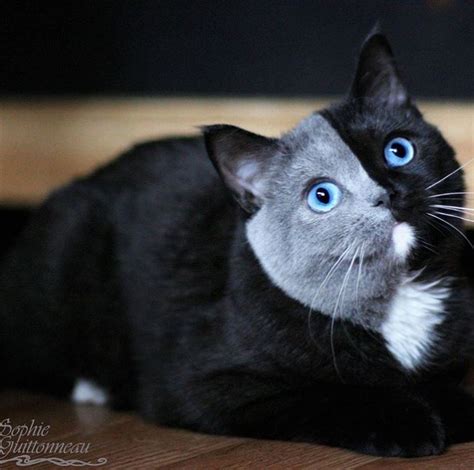 An adorable two faced chimera kitten is taking the internet by storm ...