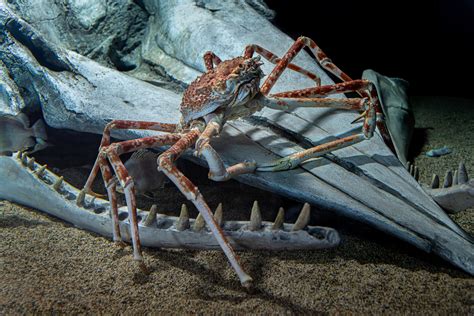 Spider Crab | Live cam | Monterey Bay Aquarium