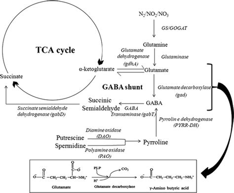 Glutamate decarboxylase activity and gamma-aminobutyric acid content in ...