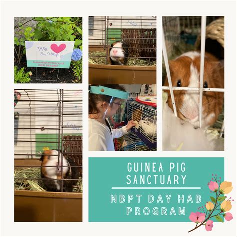 Program Spotlight: Guinea Pig Sanctuary – Opportunity Works