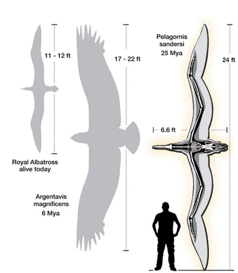 Fascinating on Twitter: "The Argentavis is the largest flying bird ever ...