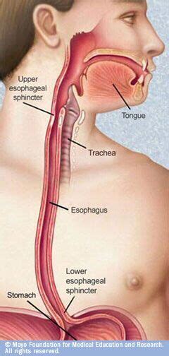 csnanatomy / Mouth and Esophagus | Speech therapy tools, Speech therapy ...