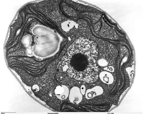 Human Cell Microscope