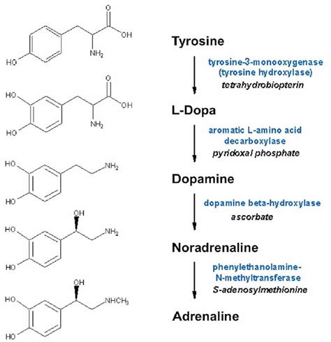 Trait: Adrenaline Baseline Level | FitnessGenes®