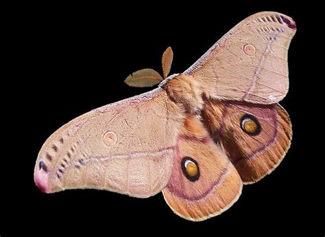 Moth - A-Z Animals