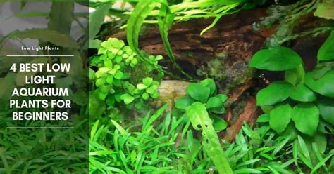 4 Best Low Light Aquarium Plants for Beginners - The Aquarium Adviser