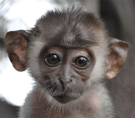 Claire Coulson Photograph by Sam Trull http://cercopan.wildlifedirect ...