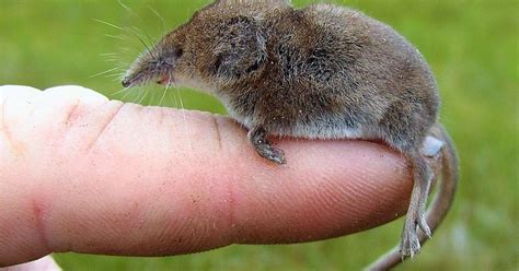 Focus on nature: A tale of a masked shrew | Free | apg-wi.com