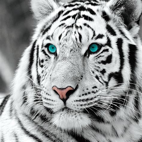 Image result for white tiger | Fotografia de tigre, Tatuagem de tigre ...