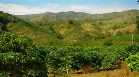 Coffee plantation. Landscape with coffee trees. 24599615 Stock Photo at ...