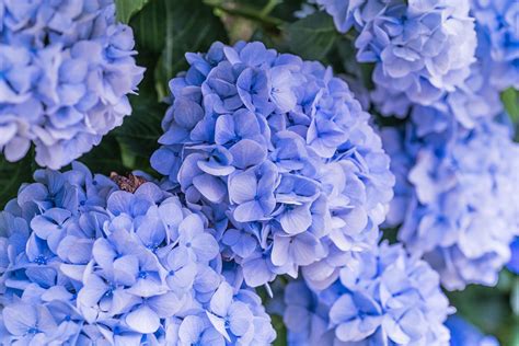 How to Change the Color of Your Hydrangeas | Hydrangea colors ...