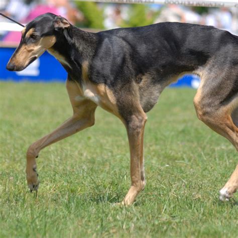 Polish Greyhound Breed Guide - Learn about the Polish Greyhound.