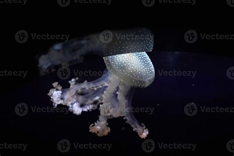 white spotted jellyfish underwater 18755092 Stock Photo at Vecteezy