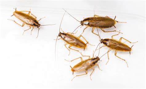 Cockroach Pest Control | Essex & Suffolk Pest Solutions