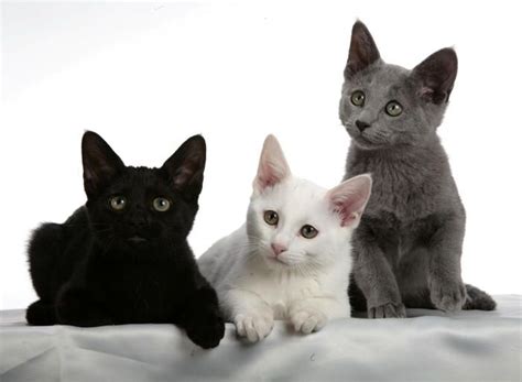 Russian Black, White and Blue Cats | Russian blue, Russian blue kitten ...