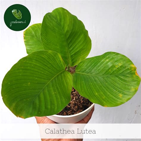 Calathea Lutea – Jardinier Indonesia