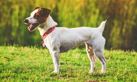 10 Amazing Small Dog Breeds with Short Hair - Low Grooming Needs