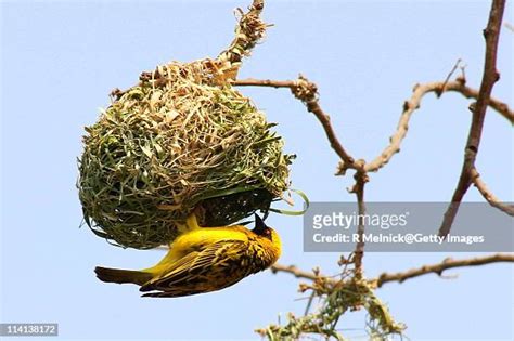 Weaver Bird Nest