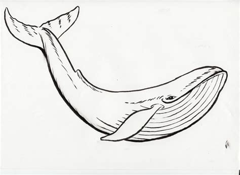 Whale drawing, Whale sketch, Blue whale drawing