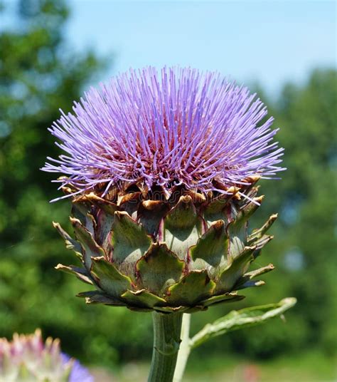 Cardoon (Cynara Cardunculus) Plant With Flower And Bud Stock Photo ...