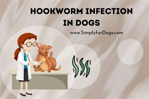 Hookworm Infection in Dogs (Quick Prevent) - Simply For Dogs