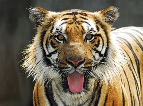 Harimau Malaya | MEMANG RIZALIS ENT. | Flickr