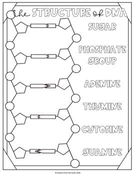 DNA Structure Coloring to Use in Interactive Notebooks and More | TpT