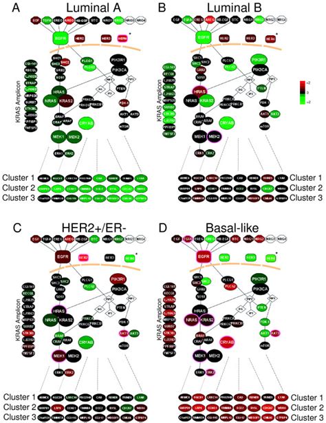 EGFR pathway diagram displayed for each breast tumor subtype. The ...